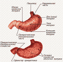 Желудок