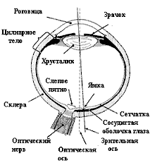 Структура глаза