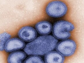    13    /H1N1