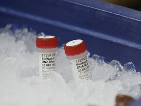     /H1N1     